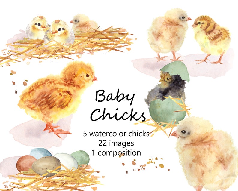 Baby chicks and eggs Five different chicks hand painted watercolor DIY Easter Cards Easter eggs and Easter chicks