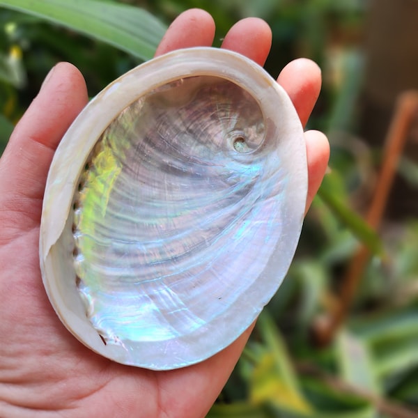 Sacred ABALONE Shell 3.5' - 4' Inches ~ Natural ~ Raw ~ Unpolished from Australia. Ceremonial Smudge Bowl. Sea Spirit Offering