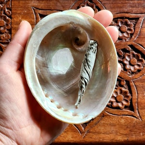 Può includere: Un guscio di abalone bianco con un cristallo bianco e un fascio di salvia secca all'interno. Il guscio è tenuto in una mano.