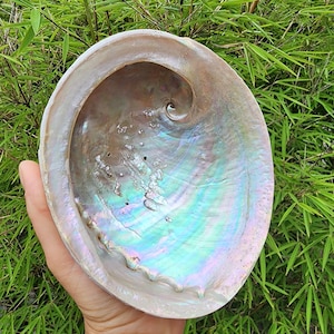 May include: A large iridescent abalone shell with a pearly white exterior and a rainbow-coloured interior. The shell is smooth and has a natural, organic shape.