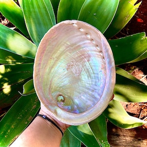 XXXL Sacred ABALONE Shell 6' - 7+ Plus Inches. Natural. Raw. Unpolished. Australia. Ceremonial Smudge Bowl. Sea Spirit Offering. 4 Sizes
