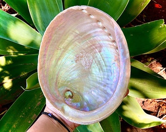XXXL Sacred ABALONE Shell 6&#39; - 7+ Plus Inches. Natural. Raw. Unpolished. Australia. Ceremonial Smudge Bowl. Sea Spirit Offering. 4 Sizes