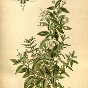 Lemon Myrtle Australia 100% Pure Essential Oil 10 ml