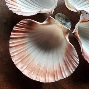 Scallop Shell from Tasmania Australia • Ethically Sourced • A Symbol of Renewal & Transformation