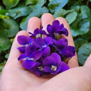 May include: A handful of vibrant purple violets with white centers, held in an open palm. The flowers are in full bloom, showcasing their delicate petals. Green foliage provides a soft background.