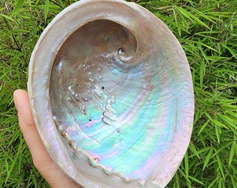 XXXL Sacred ABALONE Shell ~ 6' - 7+ Plus Inches. Natural. Raw. Unpolished. Australia. Ceremonial Smudge Bowl. Sea Spirit Offering. 3 Sizes