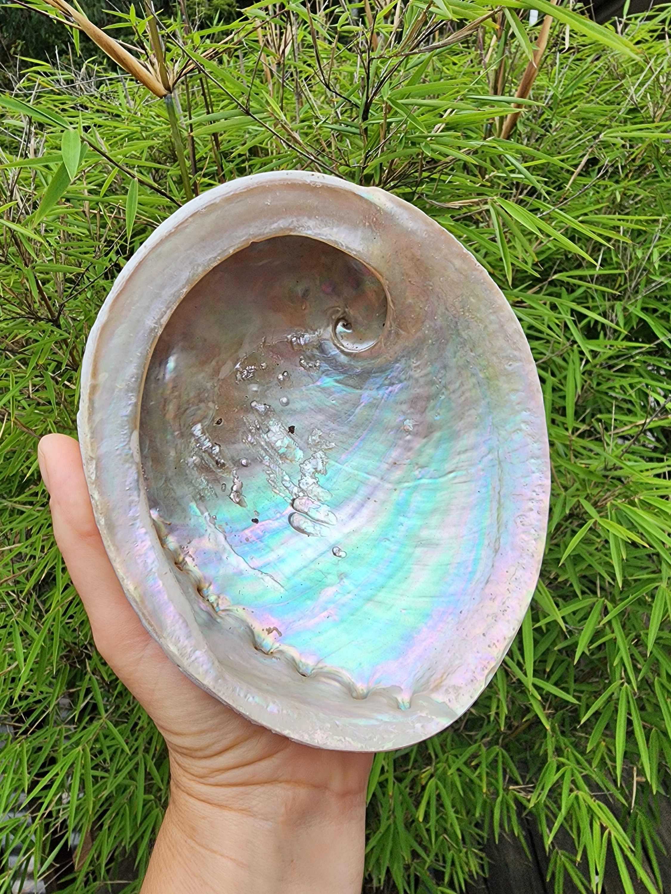 Glass Shell Bowl -  Canada