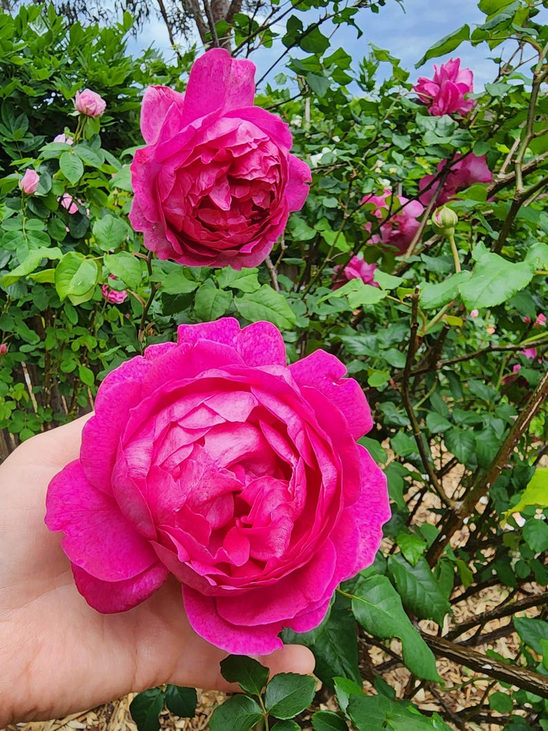 Frankincense + Rose Face Elixir • Slow Infused Botanical & Resin Skincare • Ritual Beauty • Vibrational Healing image 2
