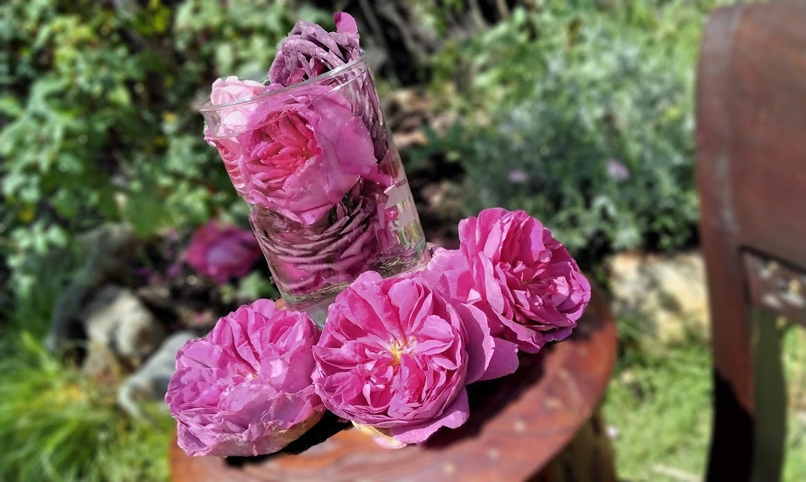 Rose Flower Essence Organic | I am Loving Awareness ~ Vibrational Medicine. Plant Alchemy. Astrological Herbalism