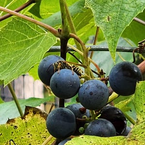 Op de afbeelding: Een close-up van een tros donkerblauwe druiven met een gele en zwarte wesp op een van de druiven.
