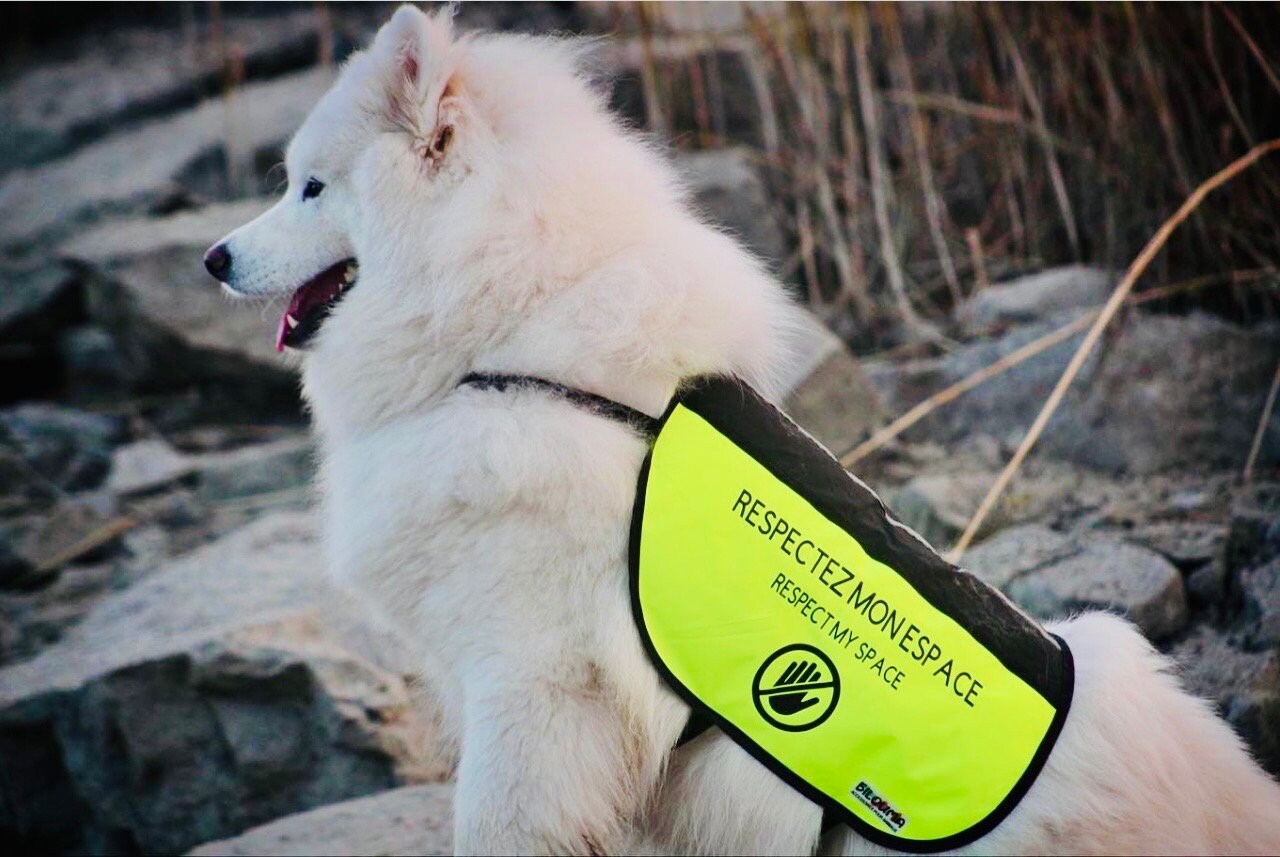 Service Dog in Training Vest Etsy Canada