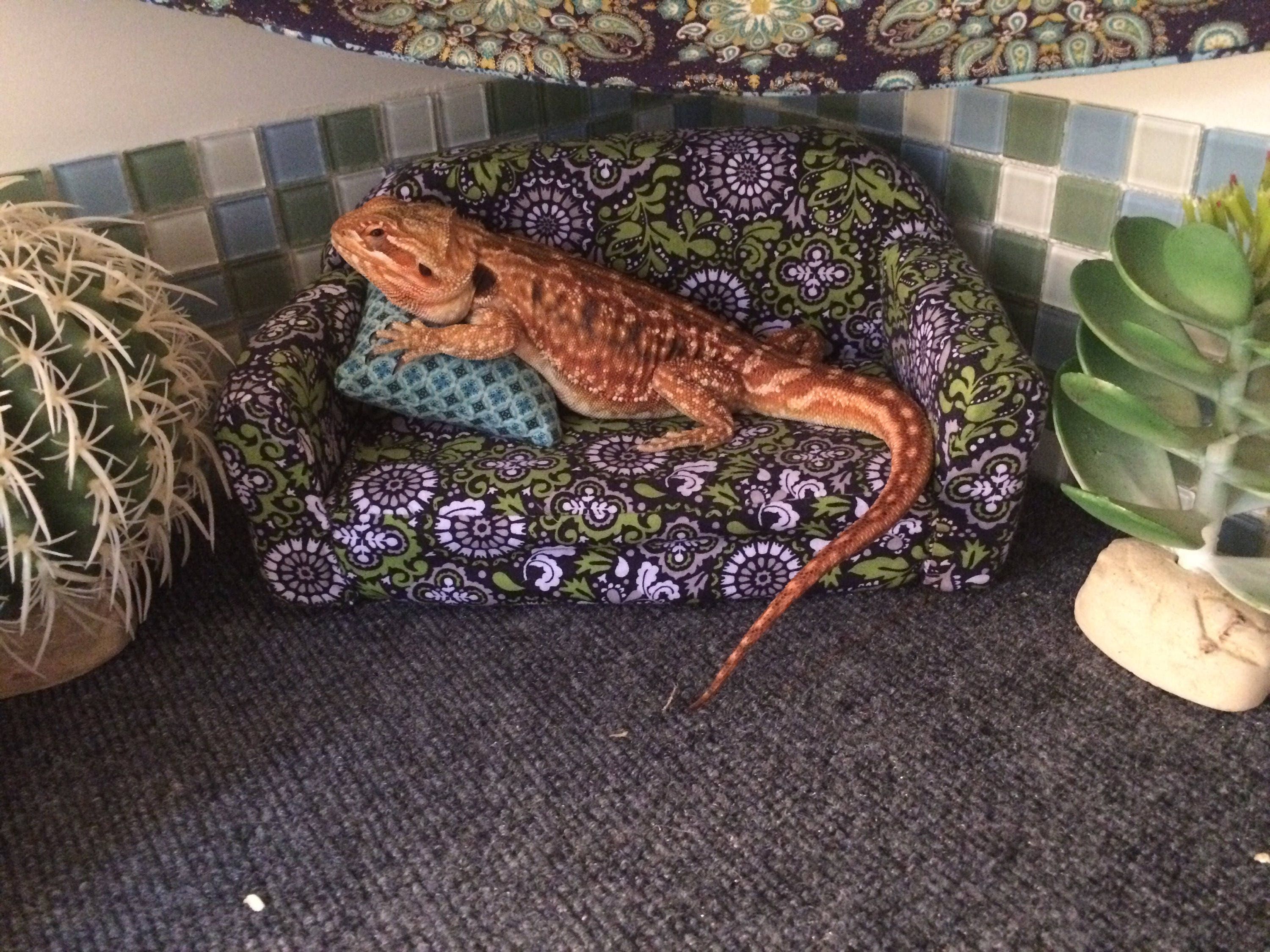 Small bearded dragon couch