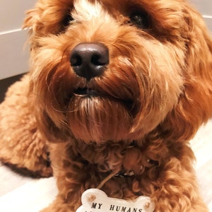 May include: A close-up of a fluffy, light brown dog with a black nose and a bone-shaped tag. The tag reads "MY HUMANS ARE ENGAGED" and "14.02.24". The dog has a soft, curly coat.