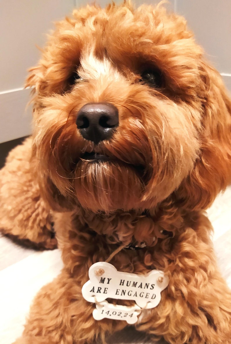 May include: A close-up of a fluffy, light brown dog with a black nose and a bone-shaped tag. The tag reads "MY HUMANS ARE ENGAGED" and "14.02.24". The dog has a soft, curly coat.