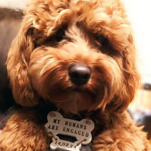 May include: A close-up of a fluffy, brown dog with a white bone-shaped tag that reads "MY HUMANS ARE ENGAGED" and "14.02.24". The dog has a dark nose and is looking at the camera.
