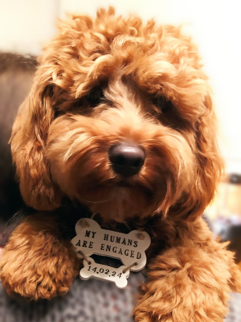 May include: A close-up of a fluffy, brown dog with a white bone-shaped tag that reads "MY HUMANS ARE ENGAGED" and "14.02.24". The dog has a dark nose and is looking at the camera.