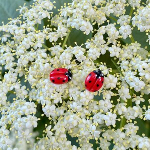 Op de afbeelding: Twee kleine, glanzend rode lieveheersbeestjes-beeldjes met zwarte stippen en zwarte koppen staan naast elkaar op een dichte tros van kleine, stervormige witte bloemetjes met gele hartjes, wat een levendig kleurcontrast vormt.