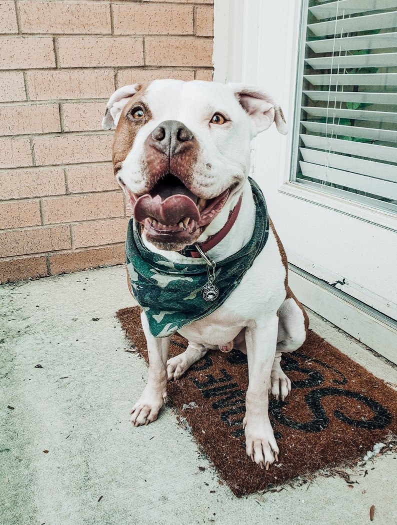 Coors Light Beer Bottle Cap Dog Tag Beer Dog Tag Unique Pet Etsy