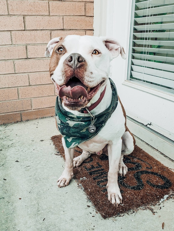 miller lite dog collar