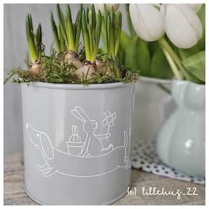 Archivo de trama Spring Walter