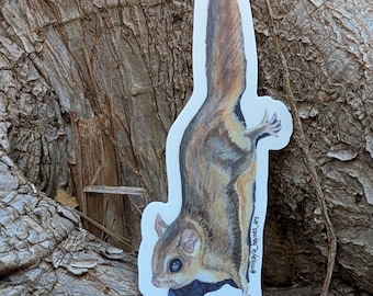 Feeling Squirrelly | Sticker | 1.4" x 3.14"