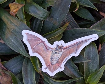 Oh My(otis lucifugus)! | Sticker | 2.75" x 2.14"