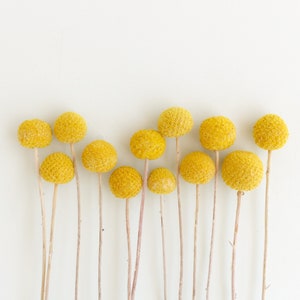 Billy Balls Bunch // 12 Stems Craspedia Billy Buttons Yellow Wedding Floral Supplies Dried Flowers Button Flowers Wedding Decor Home Decor