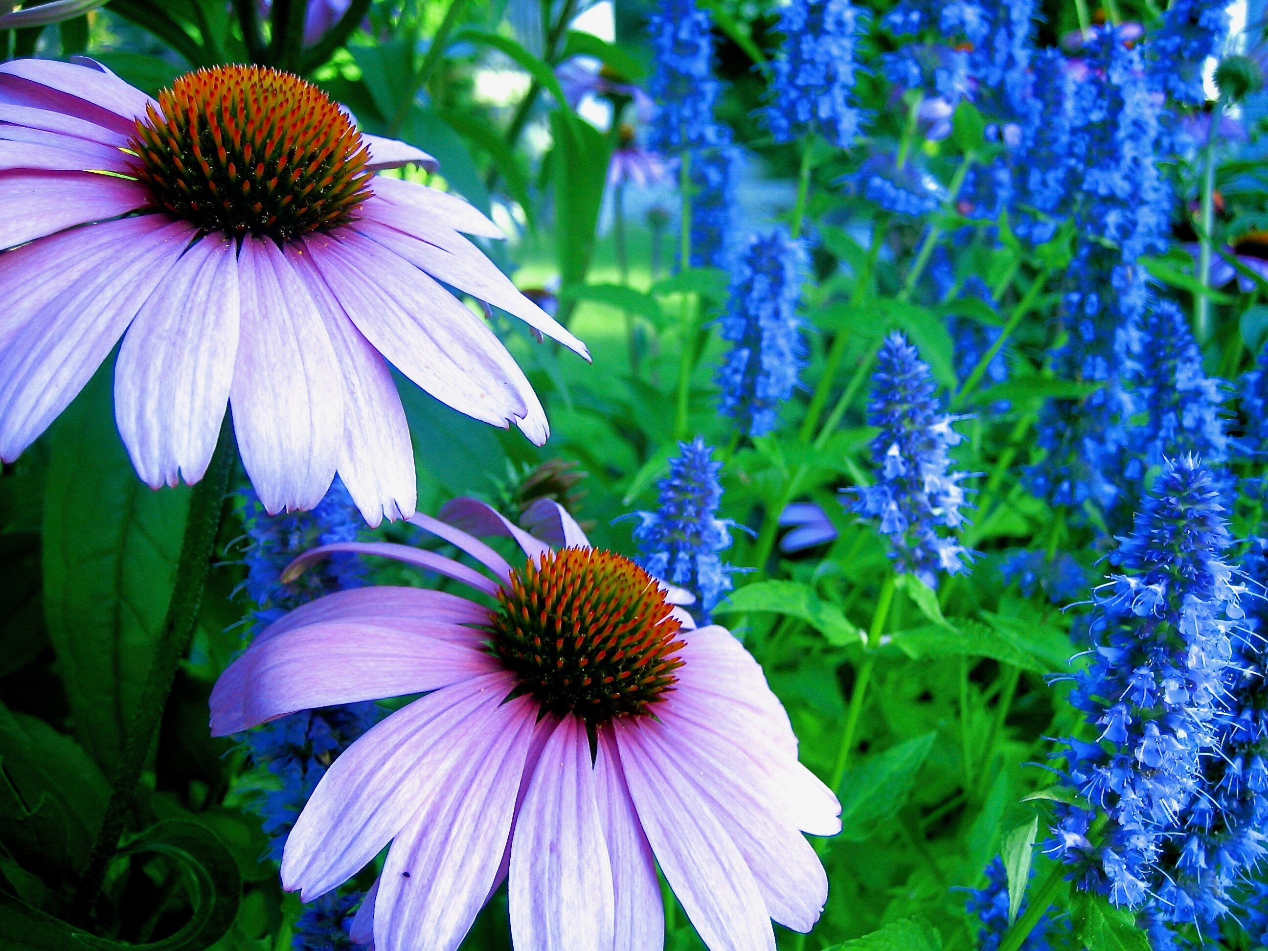 Coastal Maine Flowers & Foliage Photo Note Cards With Etsy UK