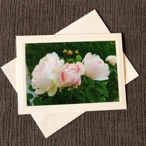 Mooie witte rozen met een vleugje roze om iemands dag op te fleuren! Blanco notitiekaart, originele foto, bloemenkaart, Moederdagkaart, gratis verzending