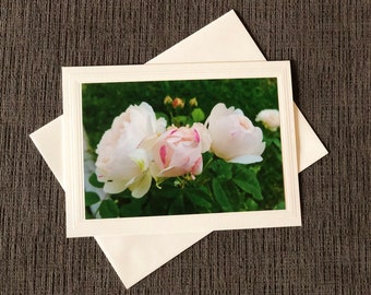 Lovely White Roses with a Touch of Pink to Brighten Someone’s Day! Blank Note Card, Original Photo, Floral Card, Mother’ Day Card, Free Ship