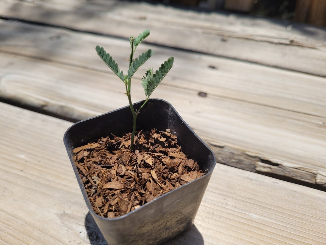 Mesquite Tree Sprout Etsy