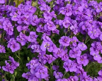 May include: A close-up of a cluster of vibrant purple flowers with green foliage. The flowers are in full bloom and create a dense, colorful display.