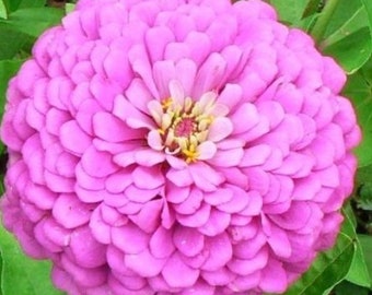 Miss Willmott Pink Zinnia - 45+ Seeds