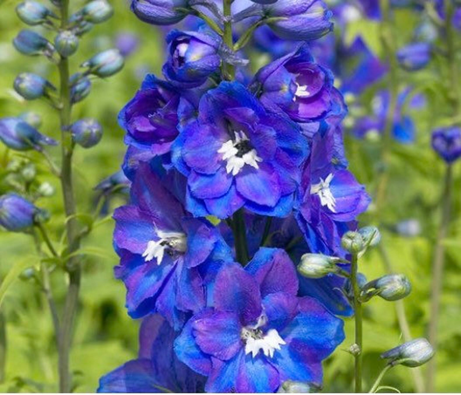 Blue Larkspur Etsy