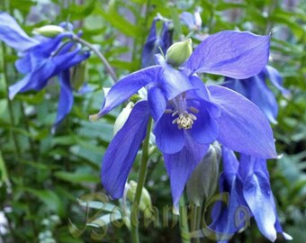 Blue Columbine - Aquilegia Alpina