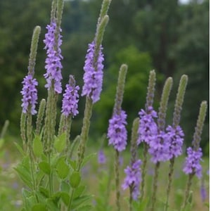 May include: A close-up of a cluster of purple wildflowers with green stems and leaves. The flowers are in bloom and have a delicate, feathery appearance.