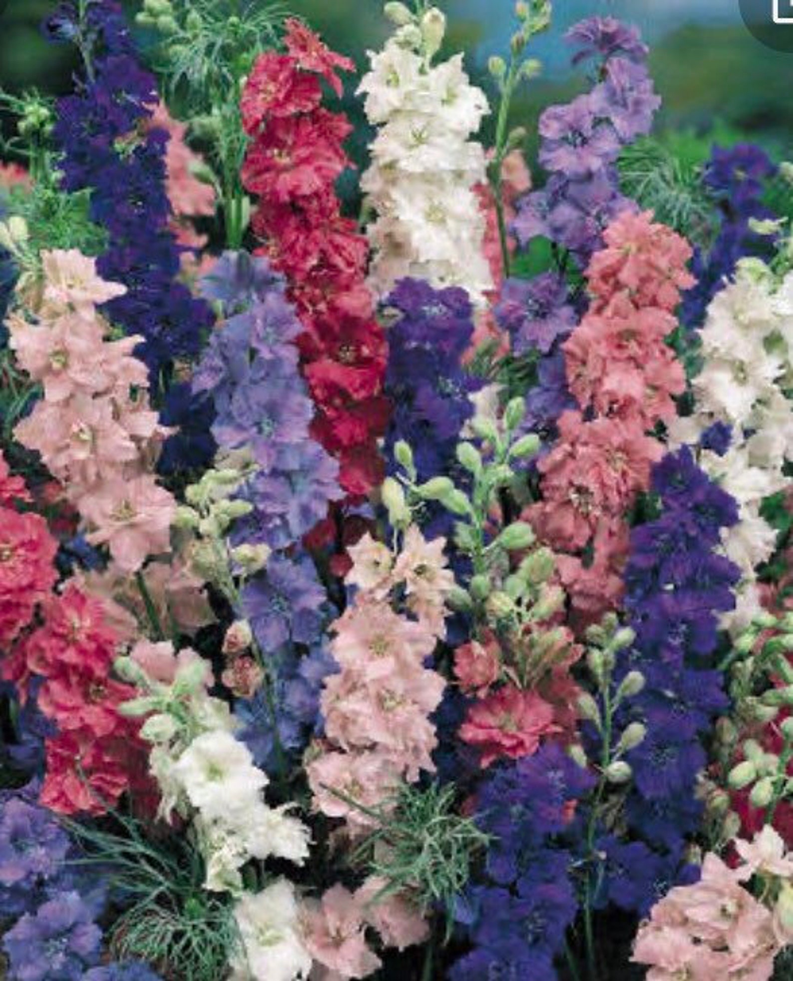 Larkspur Choice Mixed Colors Etsy