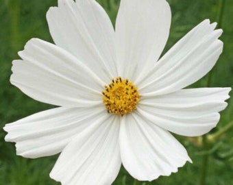 Purity Cosmos - 65+ Seeds