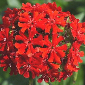 Maltese Cross Seeds - 100+ Seeds