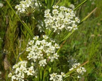 Whorled Milkweed - 32+ Seeds