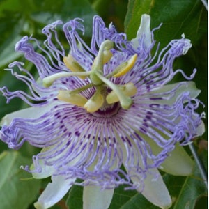 Purple Passion Flower 10+ Seeds