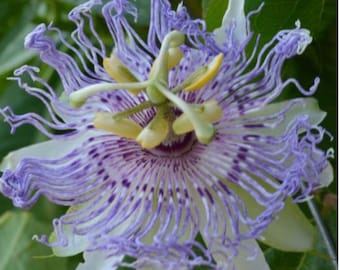 Purple Passion Flower 10+ Seeds
