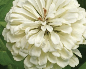 Polar Bear Zinnia - 65+ Seeds