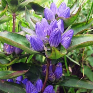 Bottle Gentian 50+ Seeds