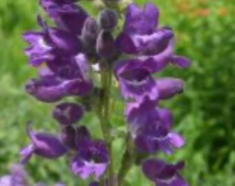 Showy Bearded Tongue - Penstemon