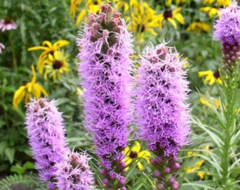 Dense Blazing Star - 65+ Seeds