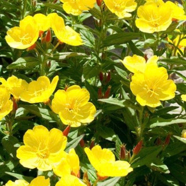 Evening Primrose