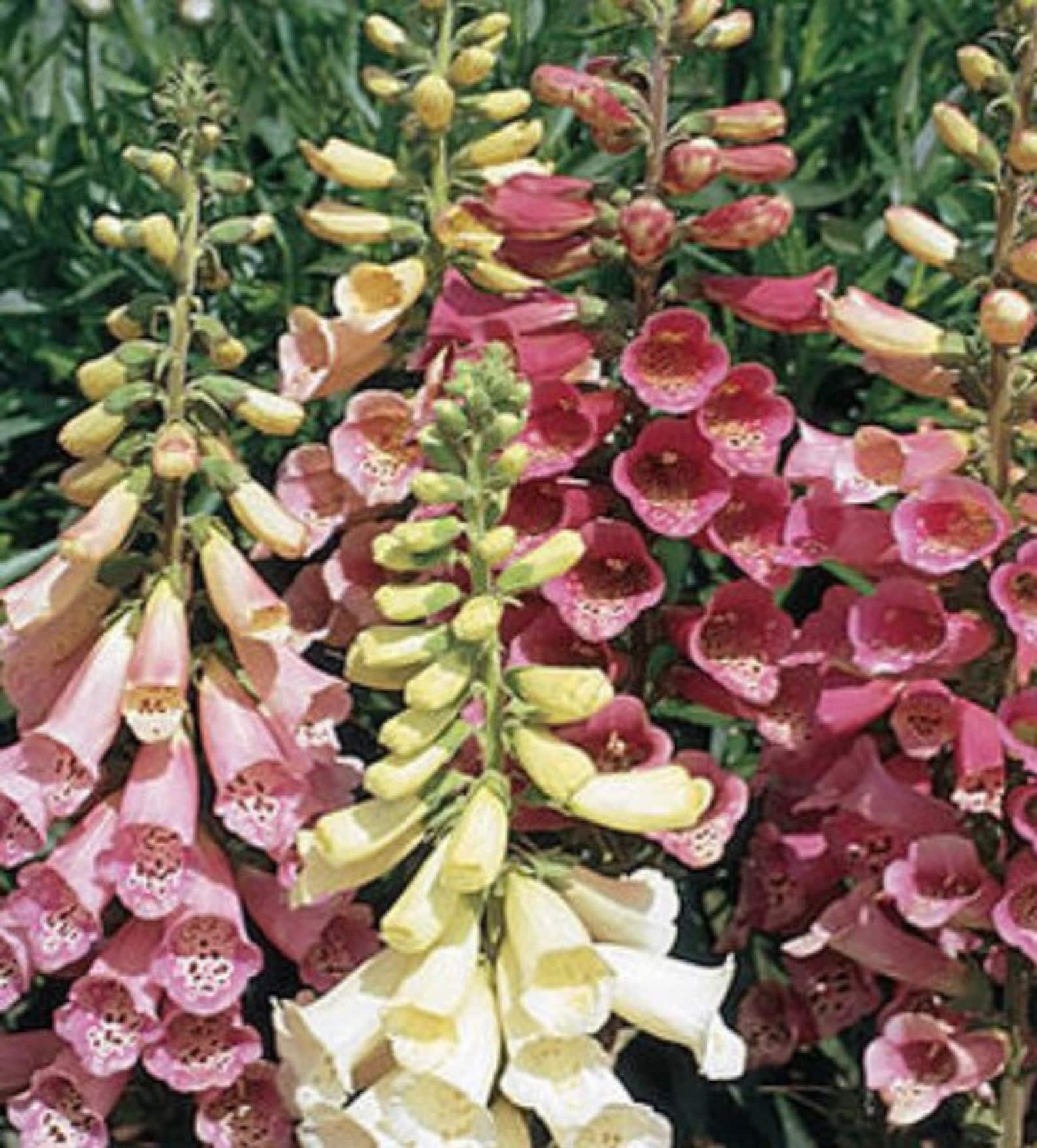 1000 Seeds MIXED FOXGLOVE Digitalis Purpurea - Beautiful Cottage Garden Flower Seeds