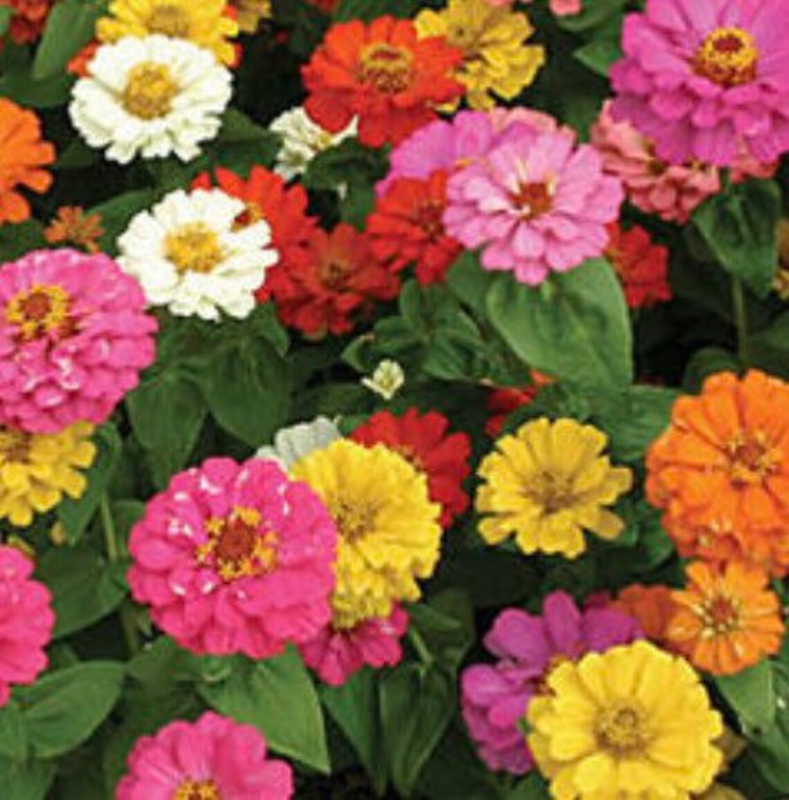 Cut and Come Again Zinnias Etsy