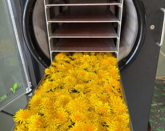 Freeze dried dandelions